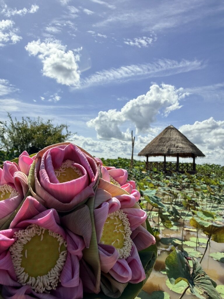 Folded pink lotus flowers in front of a lotus field near Siem Reap, Cambodia